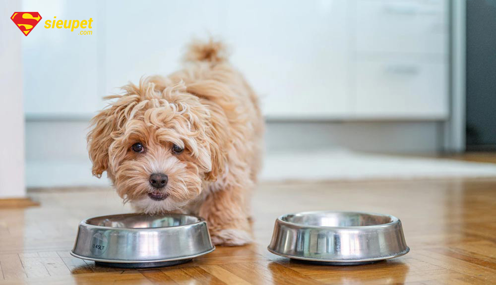 thức ăn cho chó poodle