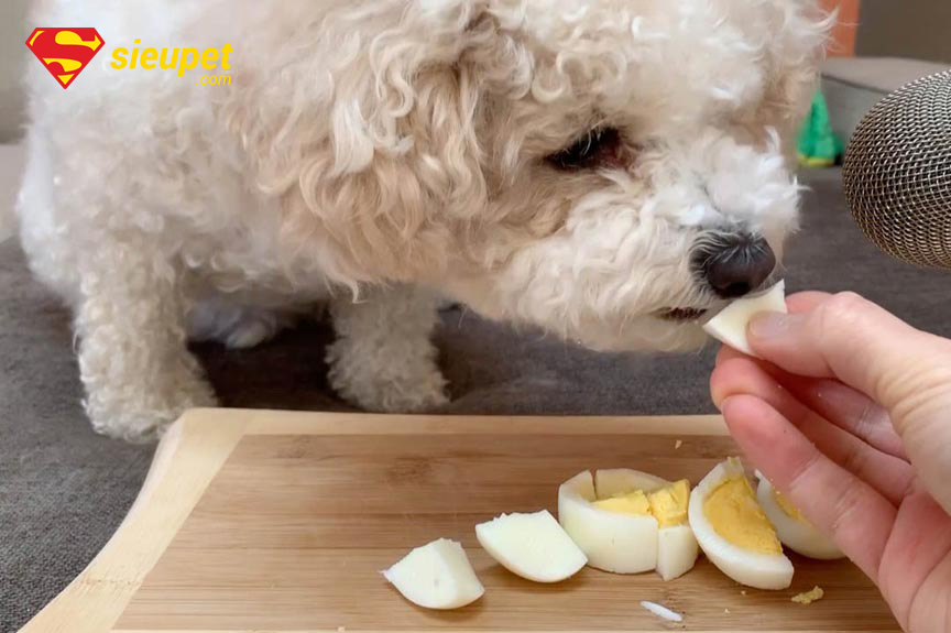 thức ăn cho chó poodle