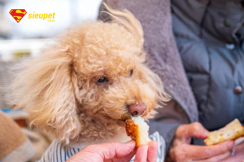 thức ăn cho chó poodle