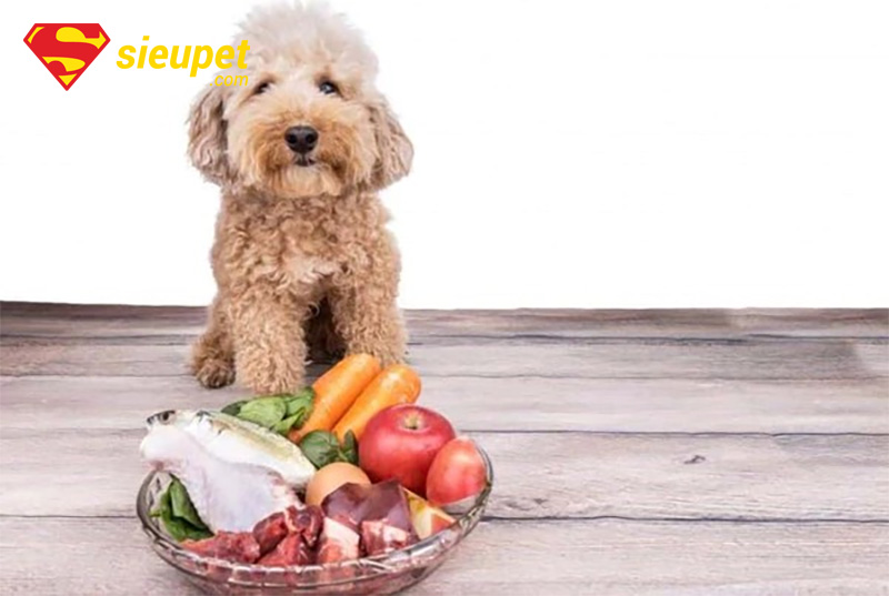 thức ăn cho chó poodle trưởng thành