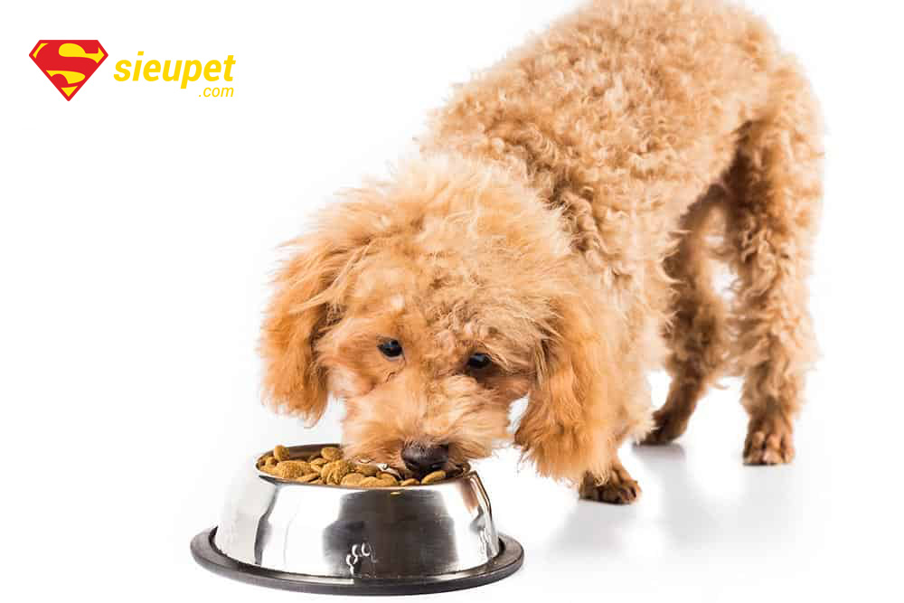 thức ăn cho chó poodle trưởng thành