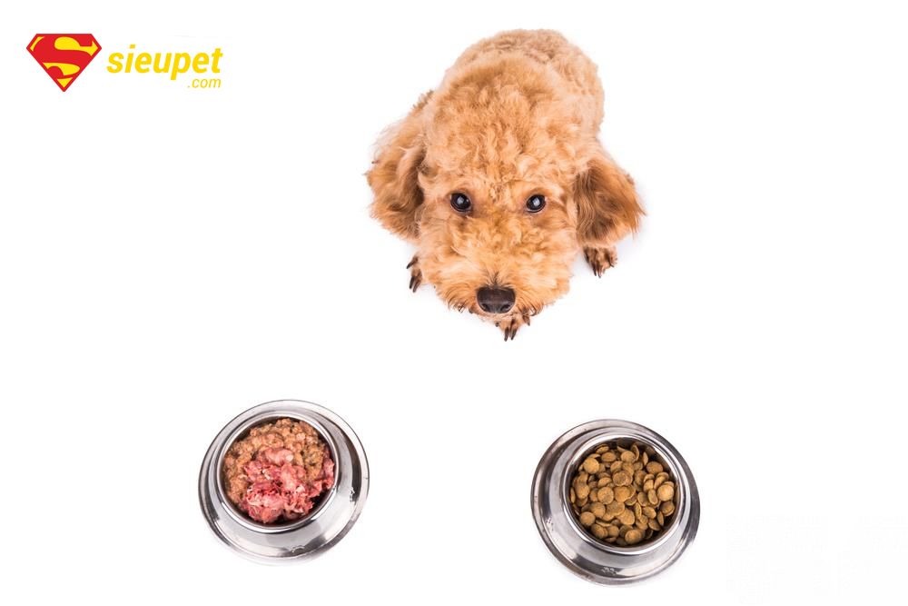 thức ăn cho chó poodle trưởng thành