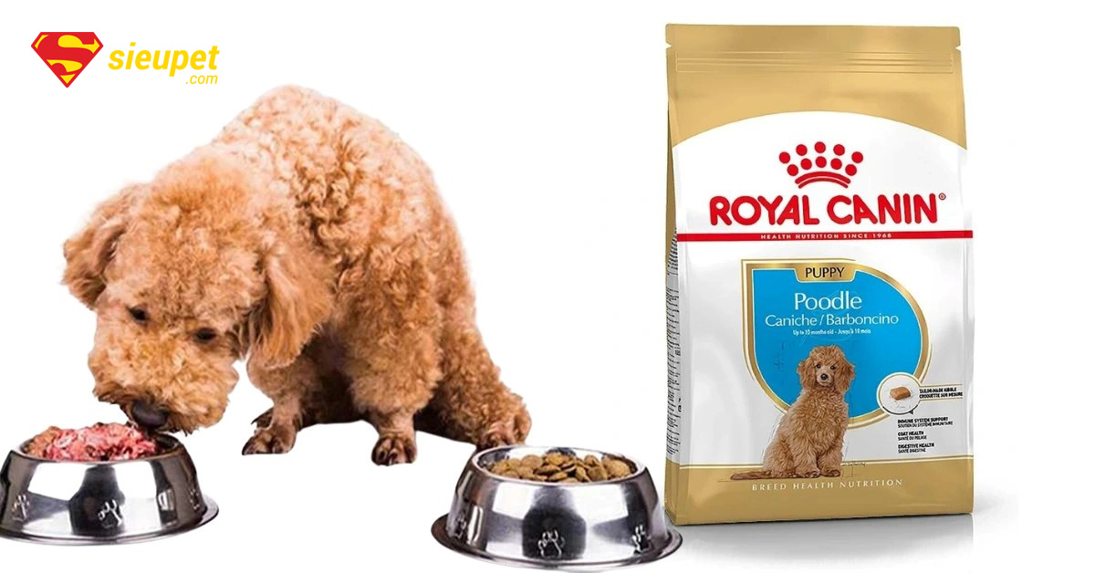 thức ăn cho chó poodle trưởng thành