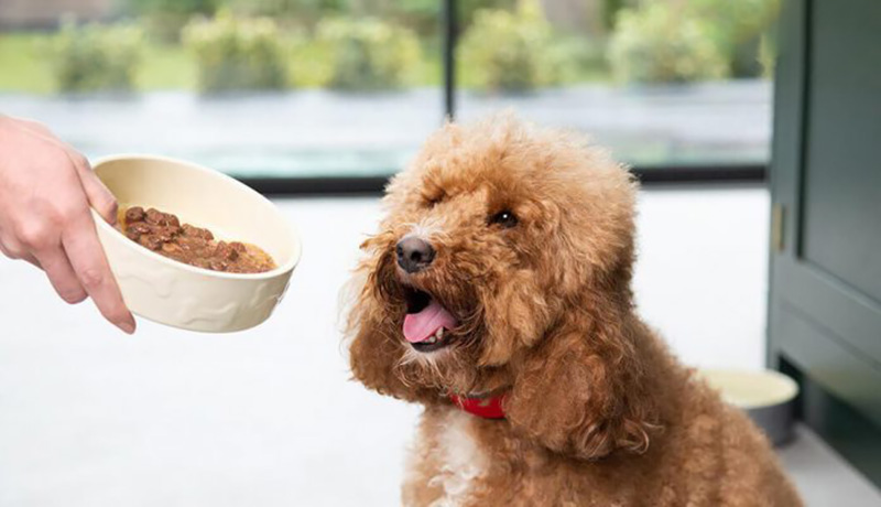 thực đơn cho poodle