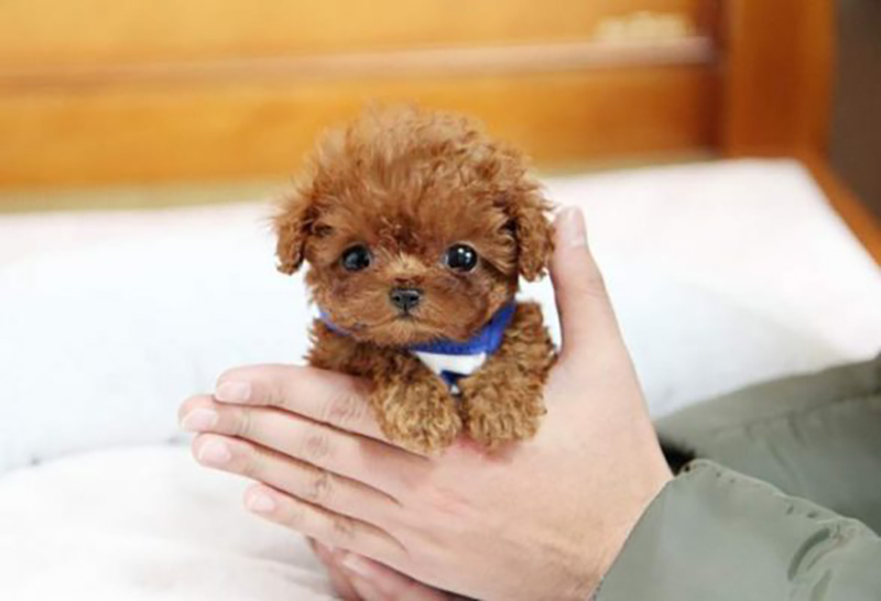 tiny teacup poodle