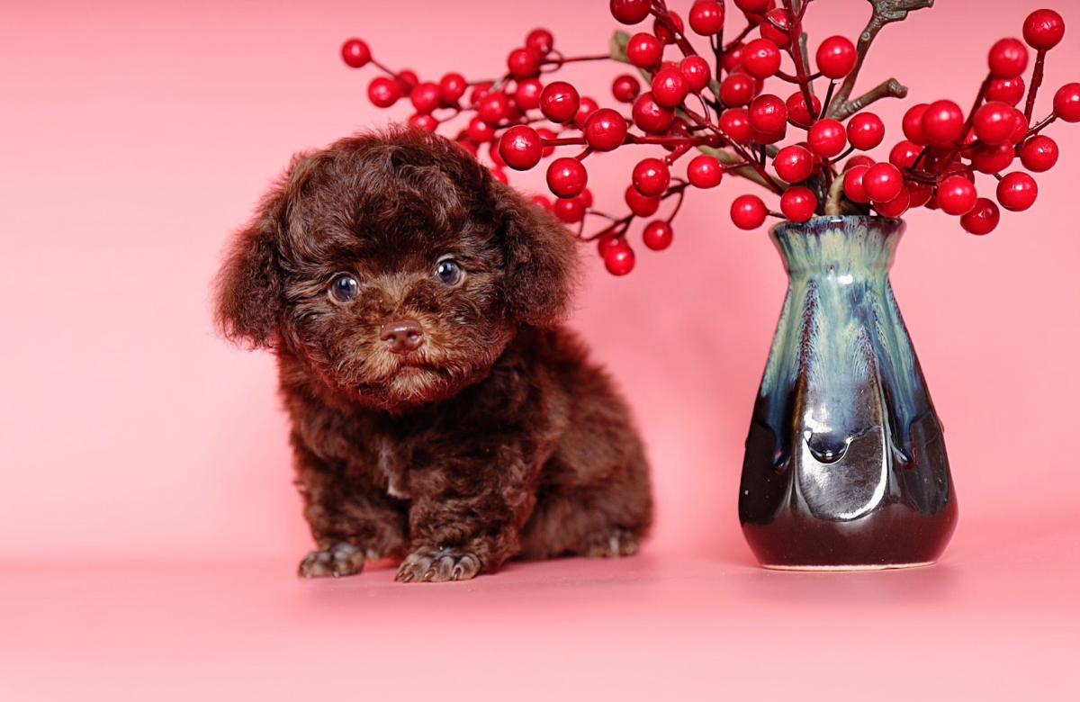 tiny teacup poodle