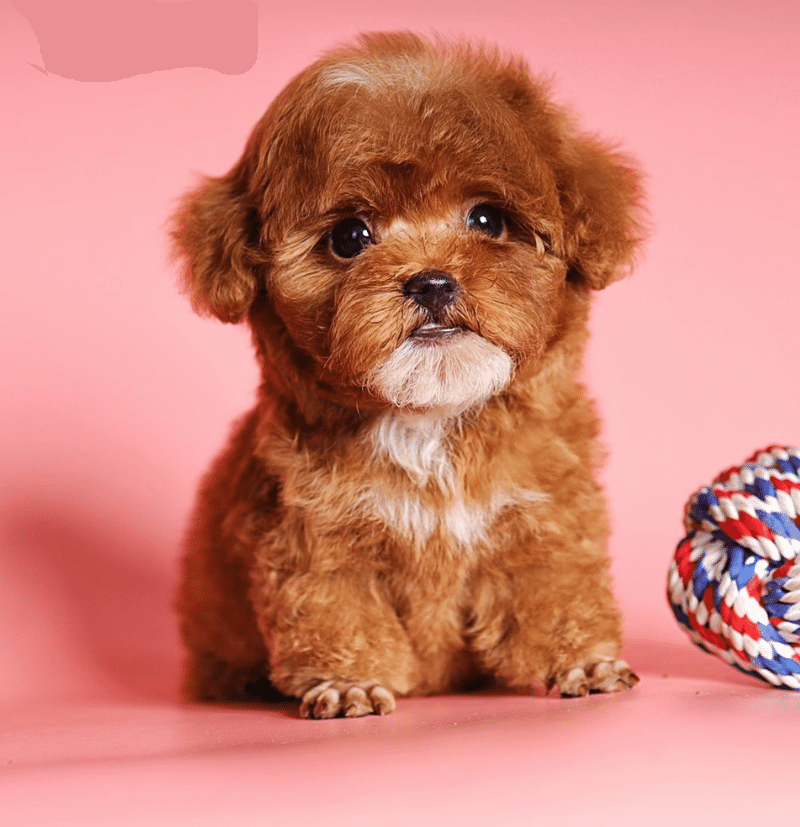 tiny teacup poodle