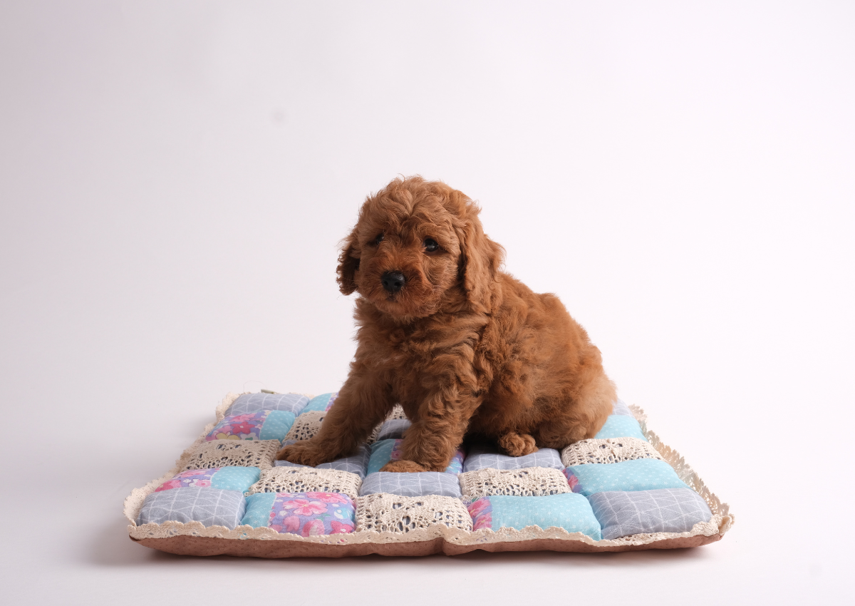 trị ve cho chó poodle