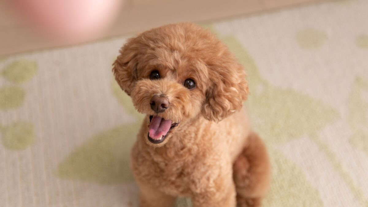 trị ve cho chó poodle
