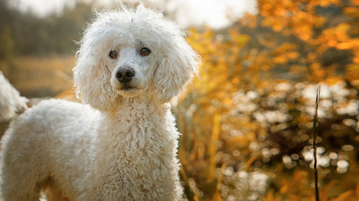 trị ve cho chó poodle