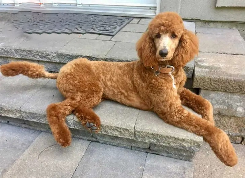 triệt sản chó poodle