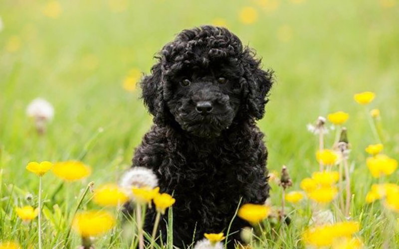 triệt sản chó poodle
