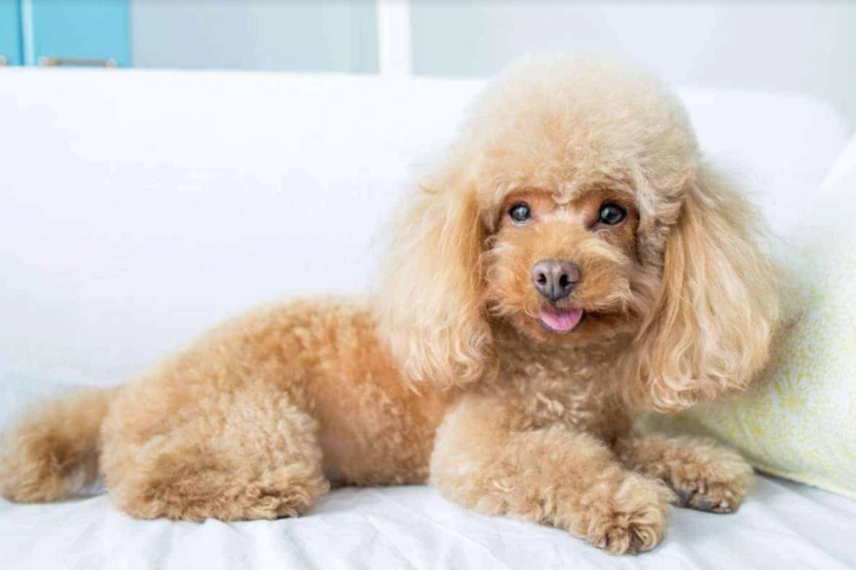 triệt sản chó poodle