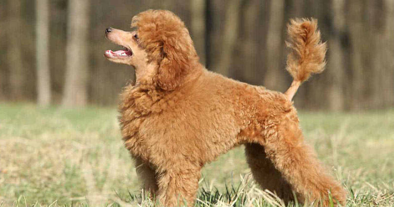 triệt sản chó poodle