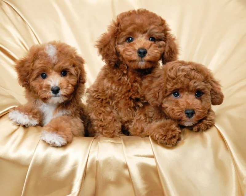 tuổi thọ của chó toy poodle