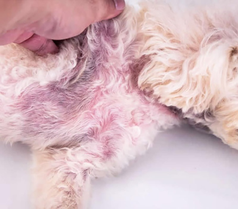 viêm da ở chó poodle
