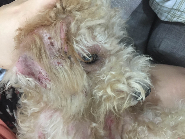 viêm da ở chó poodle