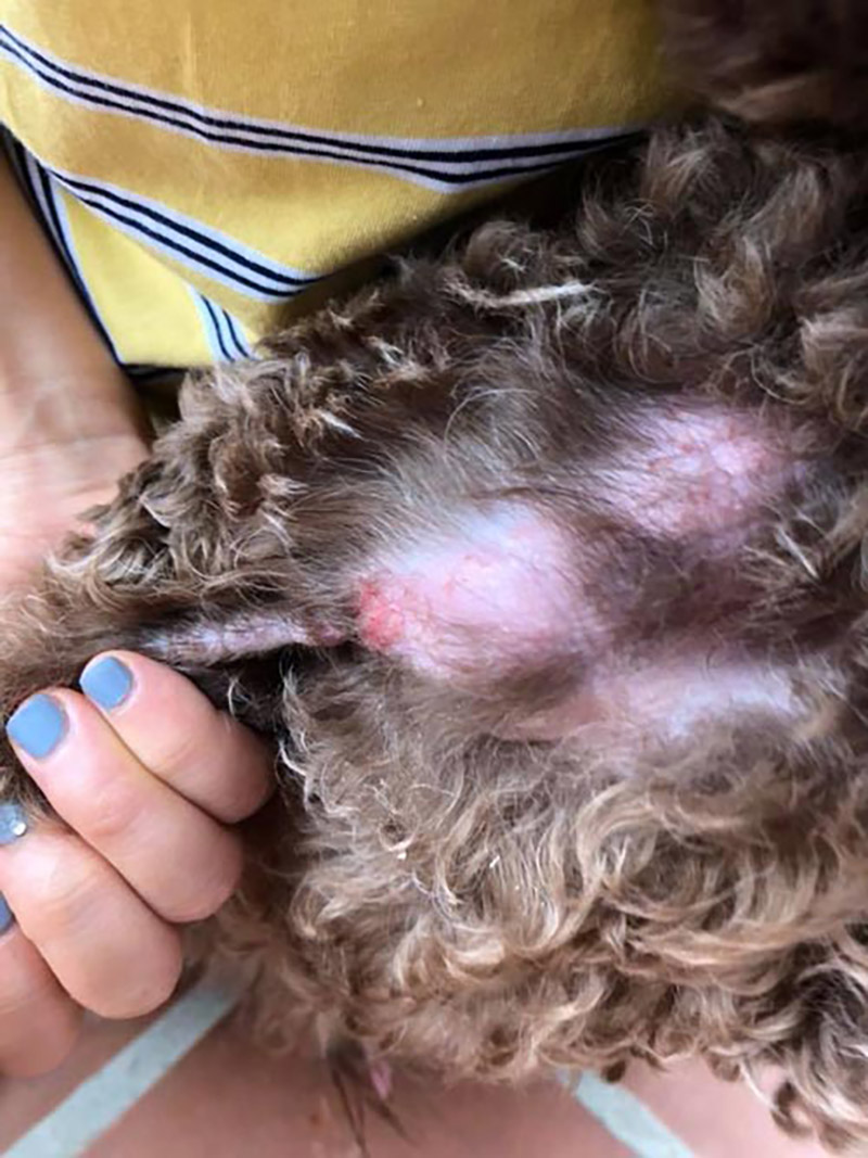 viêm da ở chó poodle