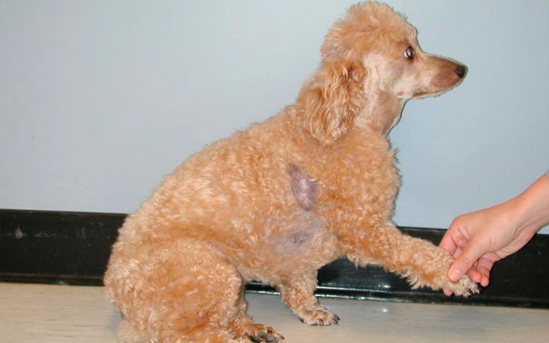 viêm da ở chó poodle