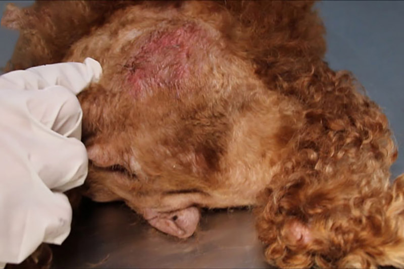viêm da ở chó poodle