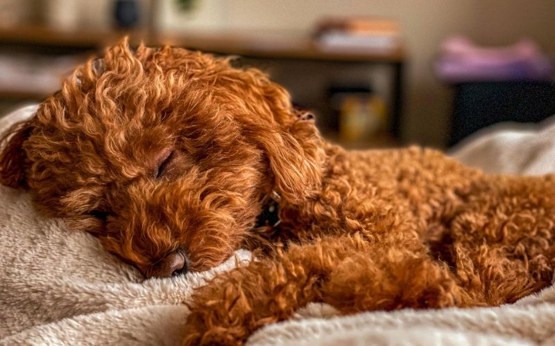 viêm da ở chó poodle
