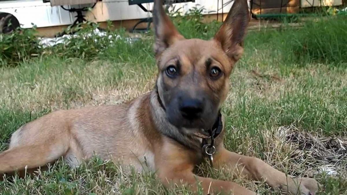 Chó Becgie lai Pitbull