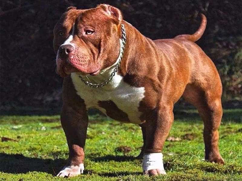 Giống Chó Pitbull - Chúa Tể Của Những Dòng Chó Chiến - Siêu Pet
