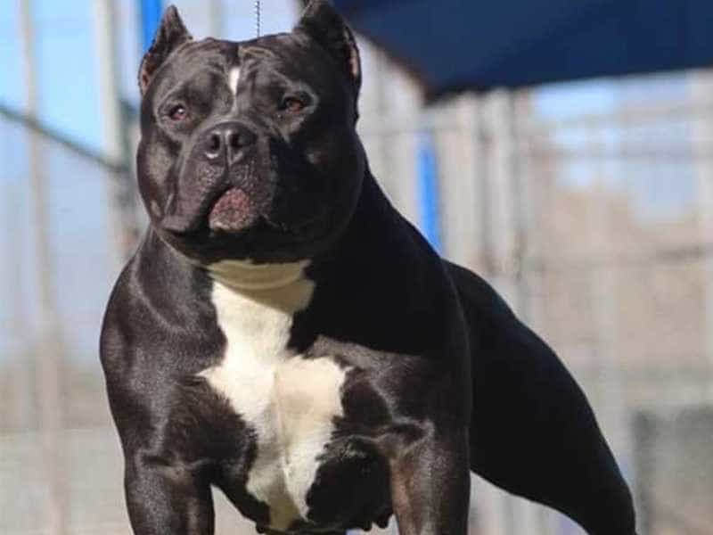 Hình ảnh chó Pitbull đẹp Cẩm nang việt