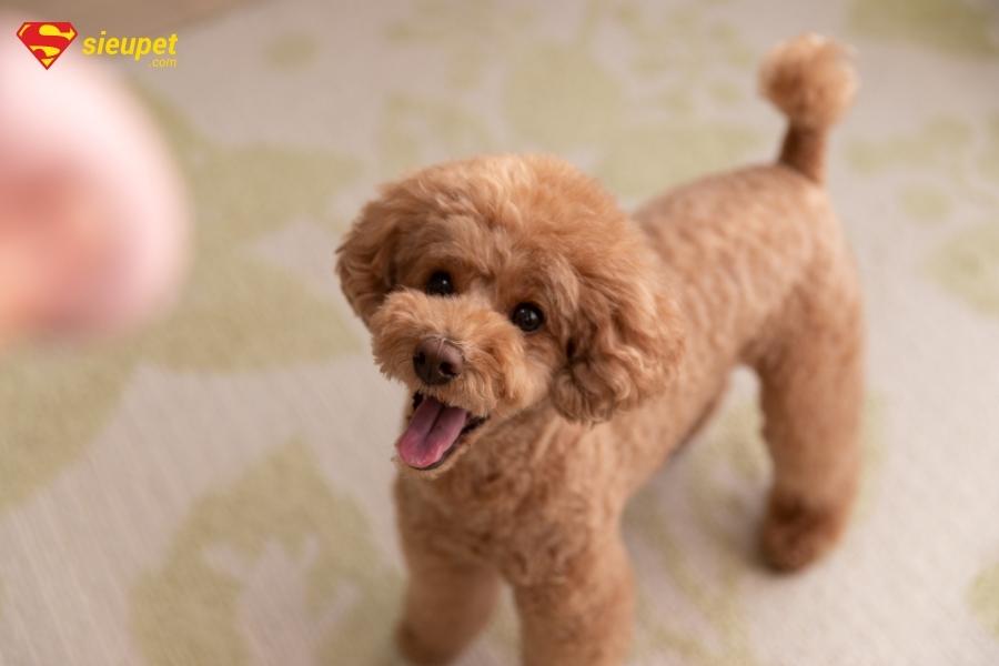 Cách dạy chó Poodle nghe lời