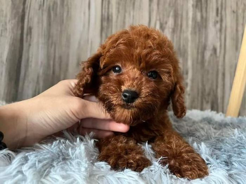 Poodle Teacup Nâu Đỏ: Giống Chó Nhỏ Đáng Yêu & Thông Minh