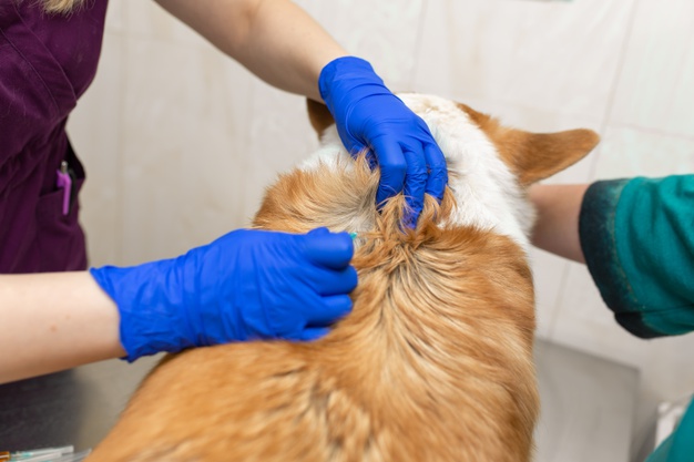Hãy đưa cún đi tiêm vaccine định kỳ để đảm bảo sức khỏe cho cún cưng