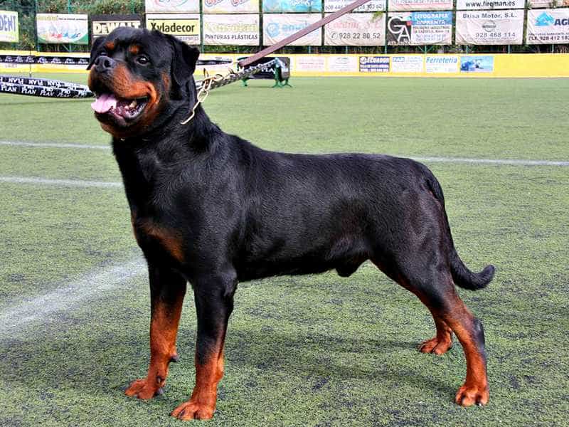 Rottweiler to