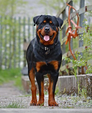 Chó Rottweiler
