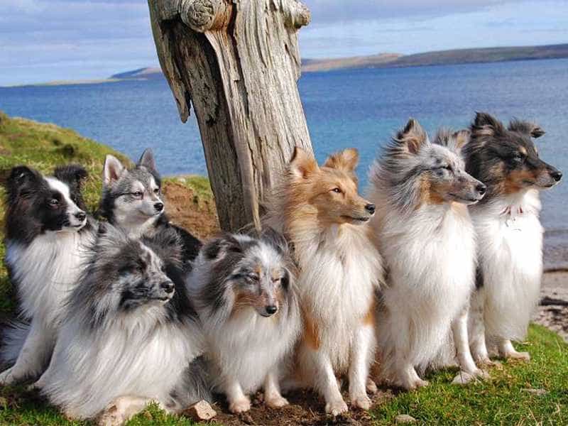Shetland family