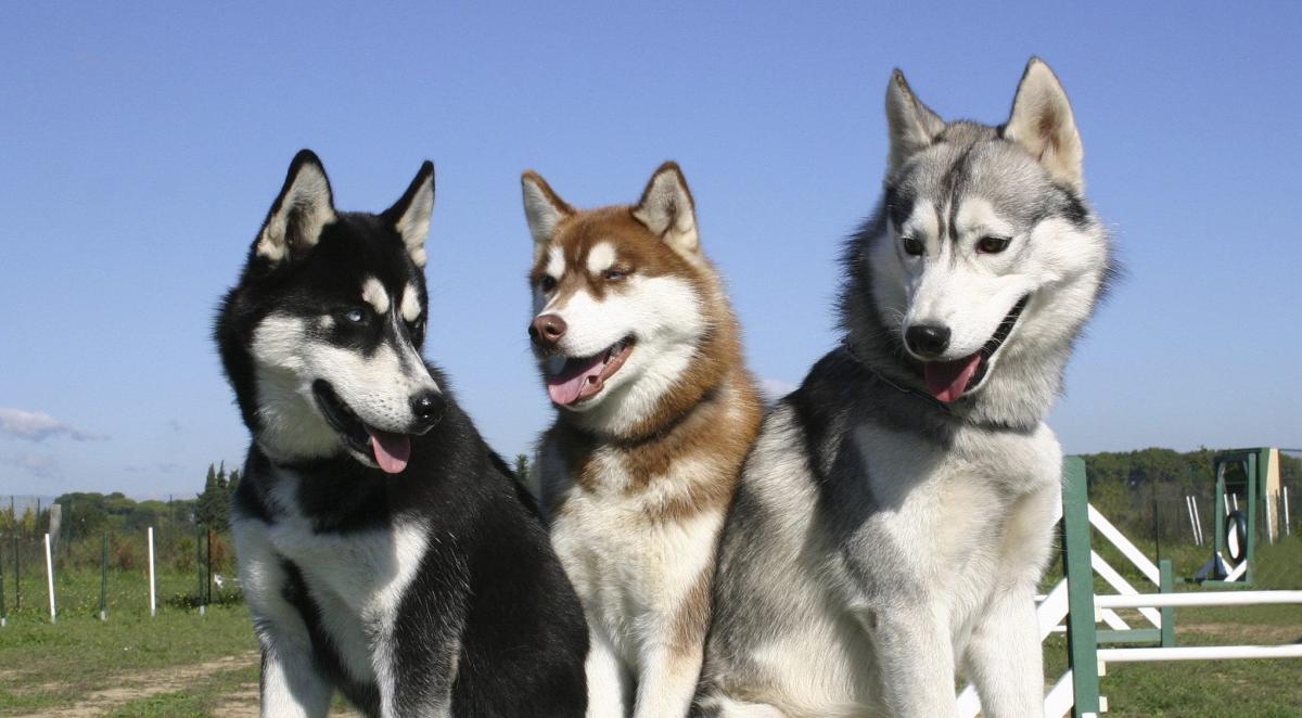 So sánh chó Alaska và Husky