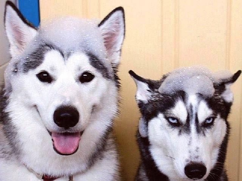 So sánh chó alaska và husky