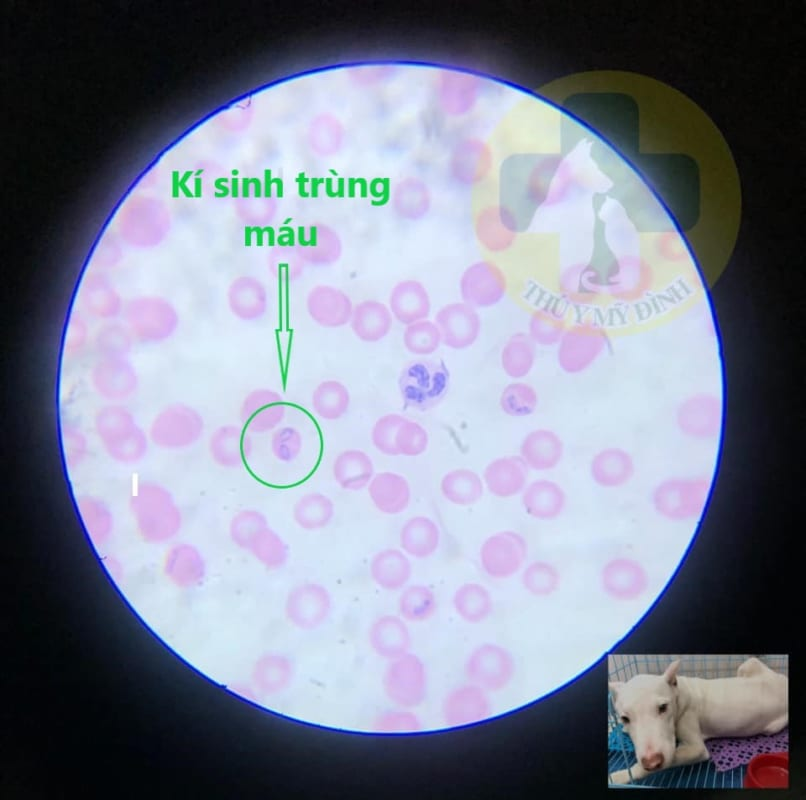 ký sinh trùng máu ở chó khi soi kính hiển vi