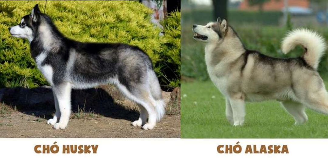 So sánh chó Alaska và Husky