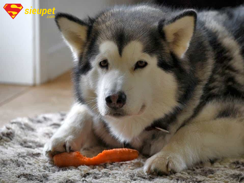 Triệu chứng chó Alaska bỏ ăn