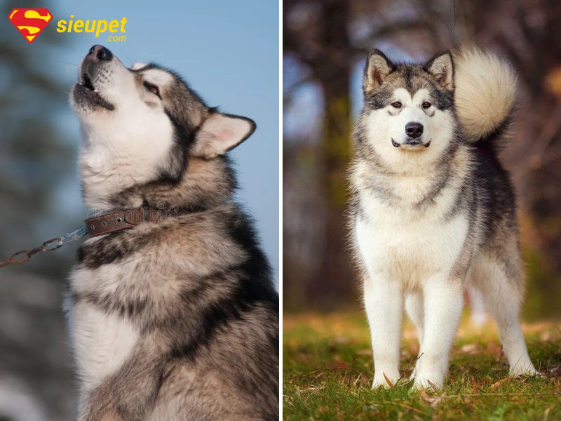 Tại sao chó alaska hú