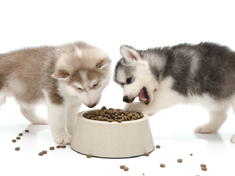 Mua bán chó alaska có dễ không