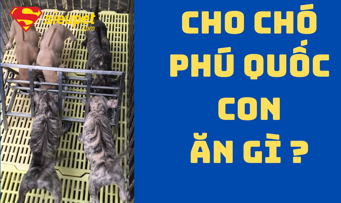 Thức Ăn Cho Chó Phú Quốc Con nhỏ