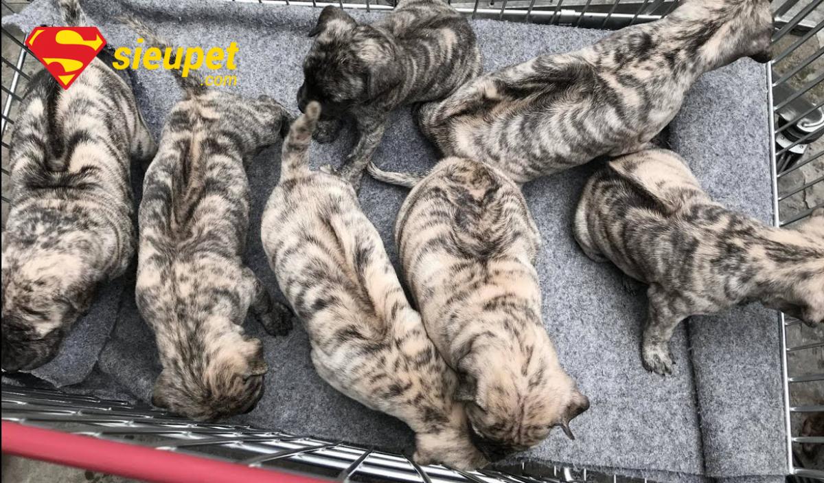 Câu hỏi thường gặp về Thức Ăn Cho Chó Phú Quốc Con
