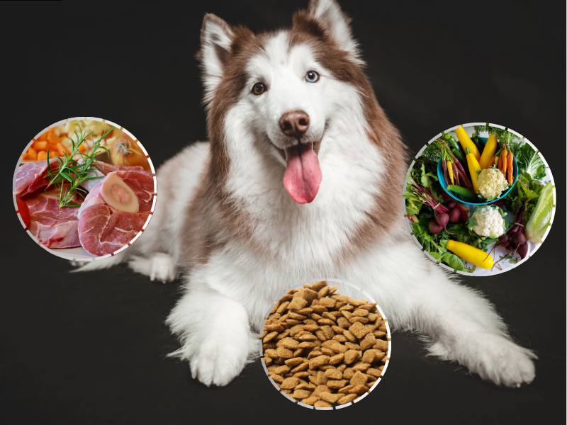 Thức ăn cho chó alsaka