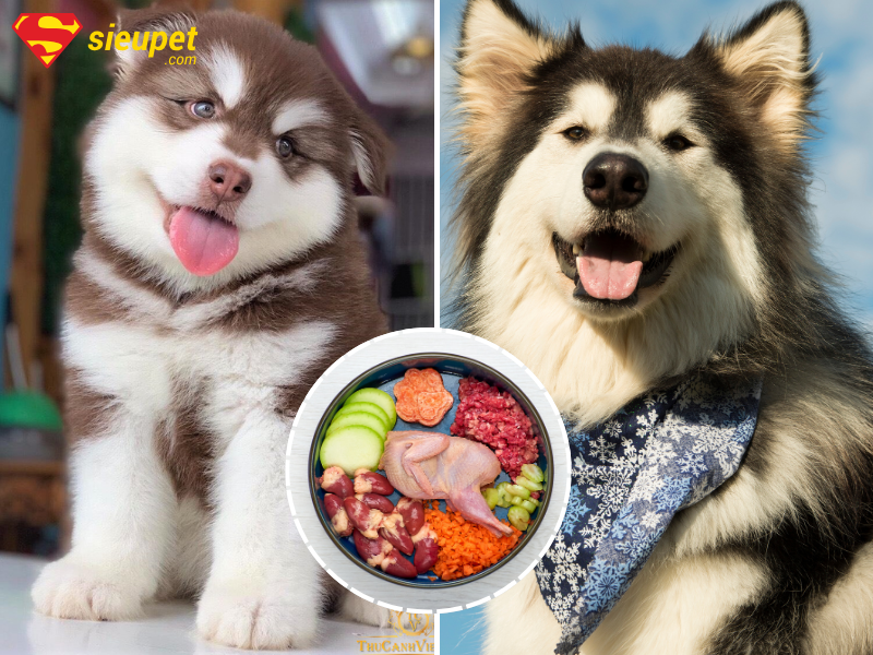Thức ăn của chó Alaska