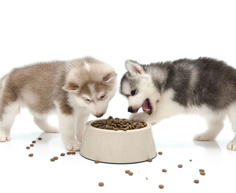 Chó Alaska 3 tháng tuổi