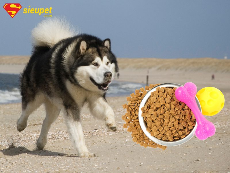 Mua thức ăn hạt cho chó Alaska