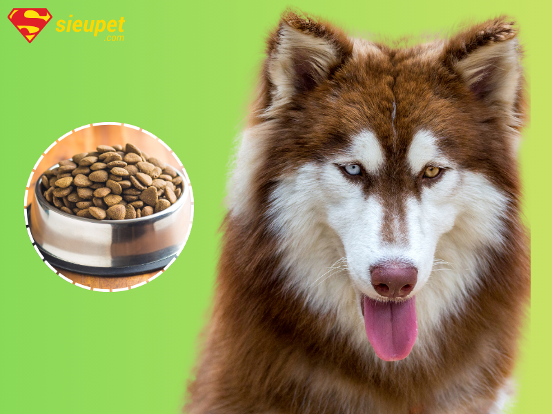 Thức ăn hạt cho chó Alaska loại nào tốt?