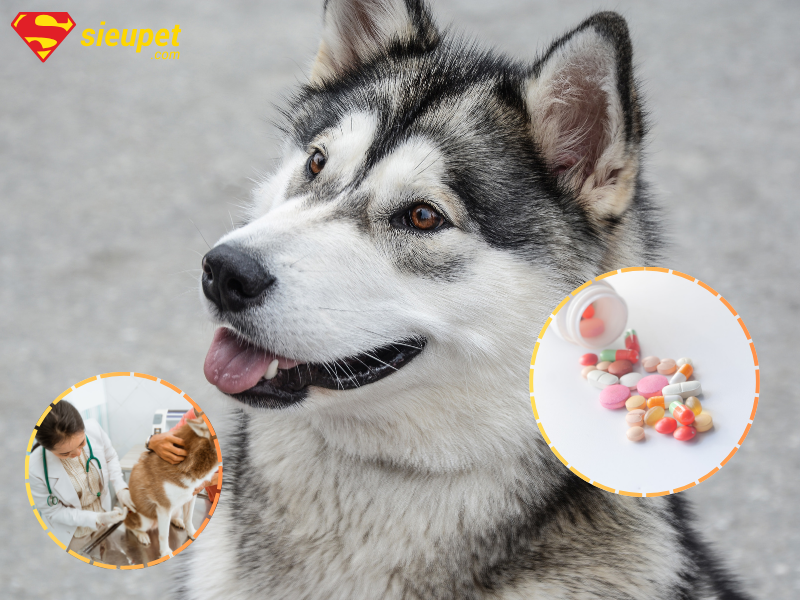 Thuốc tẩy giun cho chó Alaska