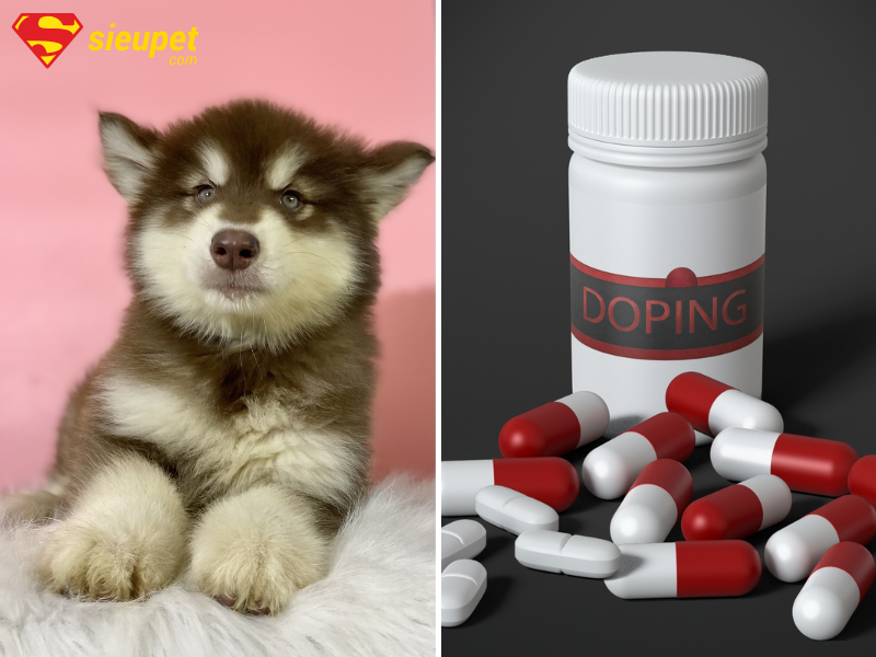 Thuốc tẩy giun cho chó Alaska